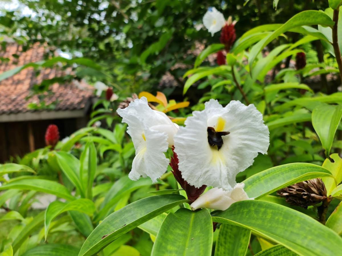 Villa Kayu Yogyakarta Exteriör bild